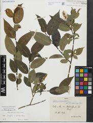 Foto von Salix fragilis L. x Salix pentandra L.
